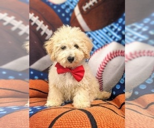 Sheepadoodle Puppy for sale in GLEN ROCK, PA, USA