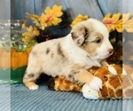 Small #7 Miniature Australian Shepherd