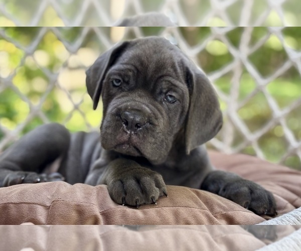 Medium Photo #1 Cane Corso Puppy For Sale in NEWTON, NJ, USA