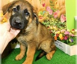 Small #1 German Shepherd Dog