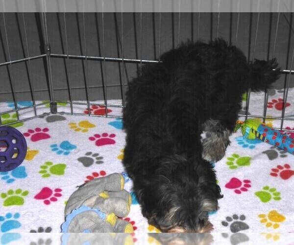 Medium Photo #3 Havashire Puppy For Sale in ORO VALLEY, AZ, USA
