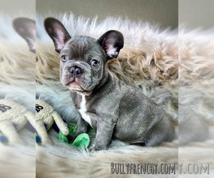 French Bulldog Puppy for sale in OJAI, CA, USA