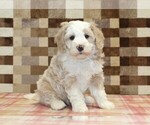 Small #4 Bernedoodle (Miniature)