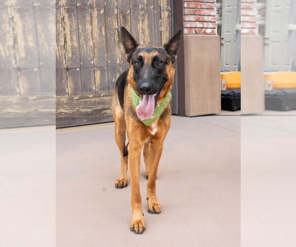 Medium Photo #4 German Shepherd Dog-Unknown Mix Puppy For Sale in Lake Forest, CA, USA