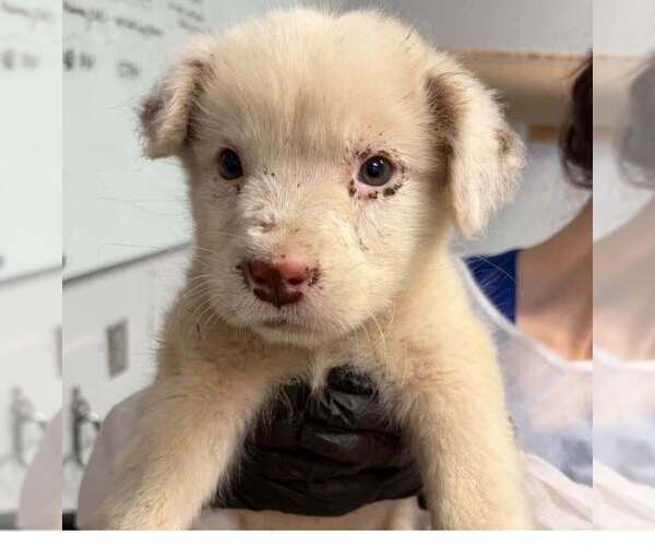 Medium Photo #2 Mutt Puppy For Sale in New York, NY, USA