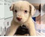Small Photo #2 Mutt Puppy For Sale in New York, NY, USA