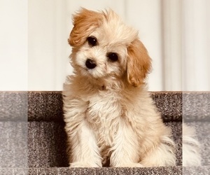Cavachon Puppy for sale in GILBERTSVILLE, PA, USA