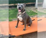 Small #2 American Pit Bull Terrier Mix