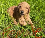 Small Photo #1 Goldendoodle Puppy For Sale in WEATHERFORD, TX, USA