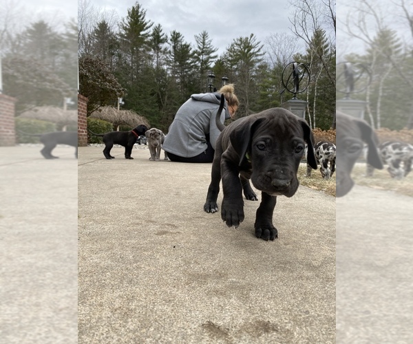 Medium Photo #21 Great Dane Puppy For Sale in BOW, NH, USA