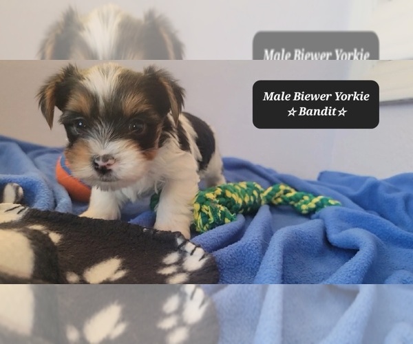 Medium Photo #2 Yorkshire Terrier Puppy For Sale in TUCSON, AZ, USA