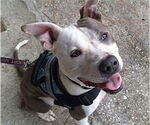 Small #1 American Staffordshire Terrier Mix