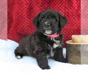 Pembroke Welsh Corgi-Poodle (Miniature) Mix Puppy for sale in LANCASTER, PA, USA