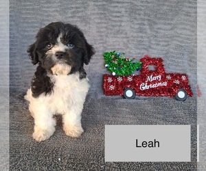 Cavachon Puppy for Sale in MOUNT PLEASANT, Michigan USA