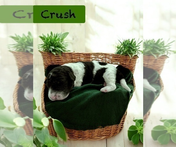 Medium Photo #5 Bernedoodle-Poodle (Standard) Mix Puppy For Sale in MENIFEE, CA, USA