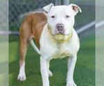 Small #1 American Pit Bull Terrier
