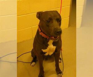 Mutt Dogs for adoption in Sanford, FL, USA