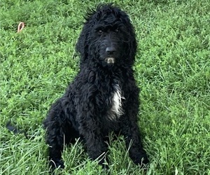 Bernedoodle Puppy for sale in RICE LAKE, WI, USA