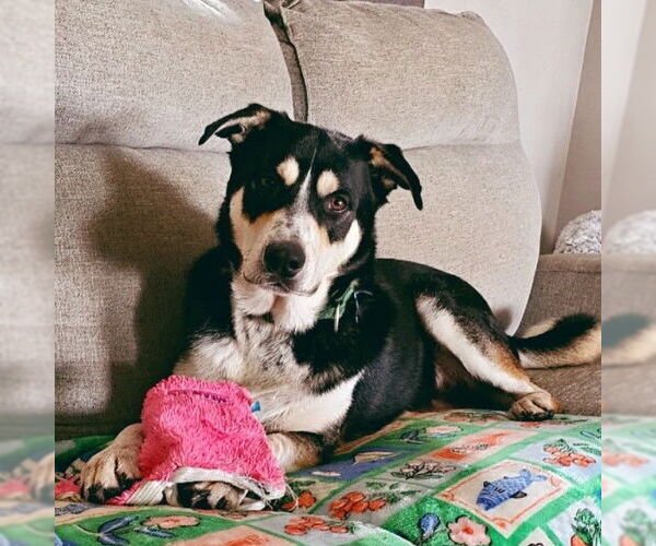 Medium Photo #4 Mutt Puppy For Sale in Fargo, ND, USA