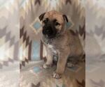 Small Photo #12 Alusky-Dutch Shepherd Dog Mix Puppy For Sale in VINTONDALE, PA, USA