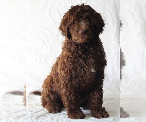 Golden Newfie Doodle Puppy for sale in FREDERICKSBURG, OH, USA