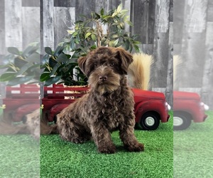 Havanese Puppy for sale in CANOGA, NY, USA