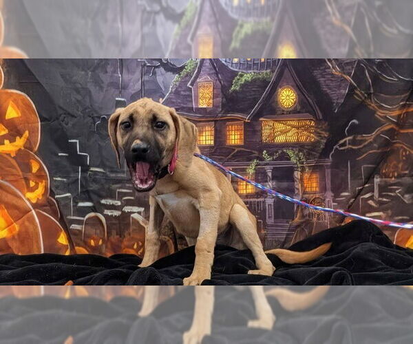 Medium Photo #3 American Pit Bull Terrier-Unknown Mix Puppy For Sale in Evansville, IN, USA