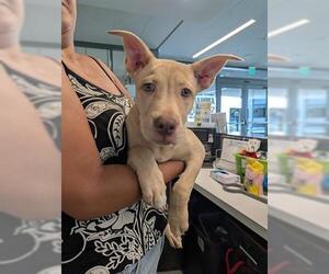 American Pit Bull Terrier Dogs for adoption in San Martin, CA, USA