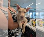 Small American Pit Bull Terrier