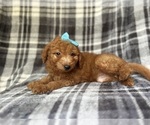 Small #5 Goldendoodle (Miniature)
