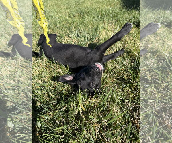 Medium Photo #4 Labrador Retriever-Unknown Mix Puppy For Sale in MIDWAY, UT, USA