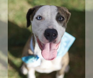 Labrador Retriever-Unknown Mix Dogs for adoption in San Antonio, TX, USA