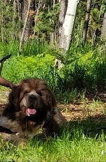 Father of the Newfoundland puppies born on 06/01/2018