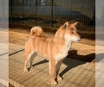 Small Photo #1 Shiba Inu Puppy For Sale in New Westminster, British Columbia, Canada