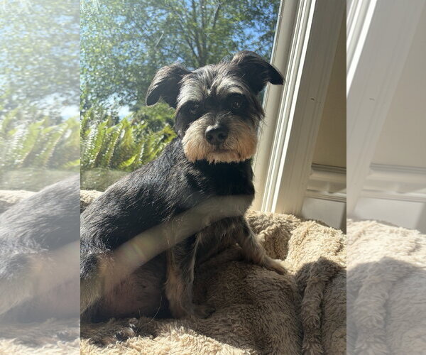Medium Photo #2 Mutt Puppy For Sale in Bellevue, WA, USA
