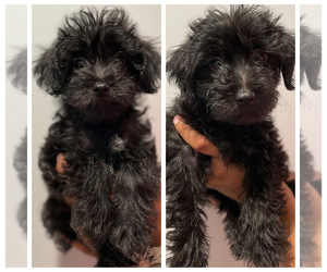 YorkiePoo Puppy for sale in NEW YORK, NY, USA