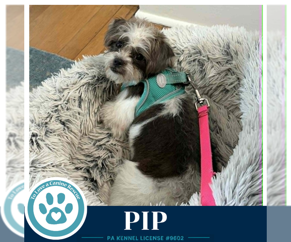 Medium Photo #1 Shih Tzu-Unknown Mix Puppy For Sale in Kimberton, PA, USA