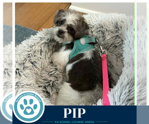 Shih Tzu-Unknown Mix Dogs for adoption in Kimberton, PA, USA