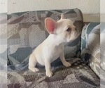 Small #1 French Bulldog