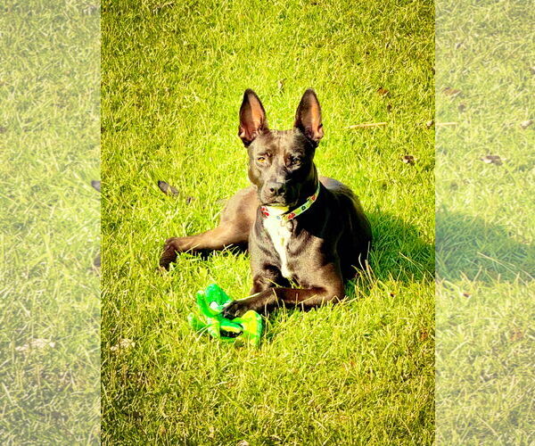 Medium Photo #4 Labrador Retriever-Unknown Mix Puppy For Sale in Holly Springs, NC, USA