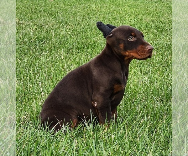 Medium Photo #2 Doberman Pinscher Puppy For Sale in MARYSVILLE, IN, USA