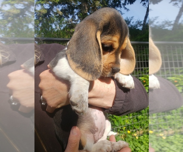 Medium Photo #6 Beagle Puppy For Sale in COOS BAY, OR, USA