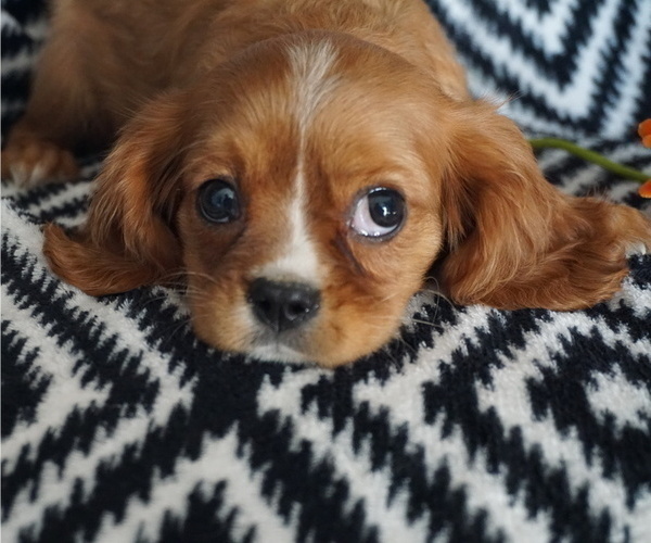 Medium Photo #5 Cavalier King Charles Spaniel Puppy For Sale in WESTCLIFFE, CO, USA