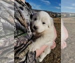 Small Photo #5 Great Pyrenees Puppy For Sale in TWIN FALLS, ID, USA