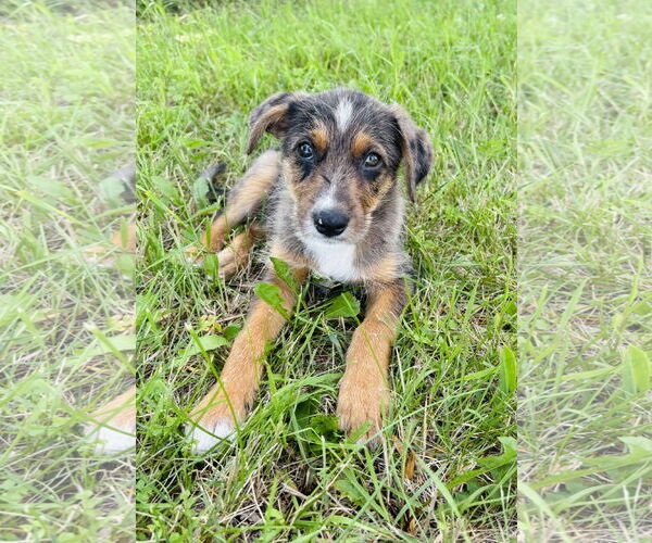 Medium Photo #1 Australian Shepherd-Unknown Mix Puppy For Sale in Princeton, MN, USA