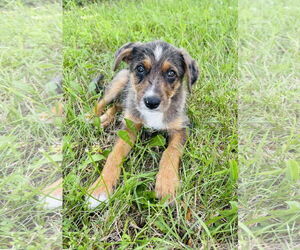 Australian Shepherd-Unknown Mix Dogs for adoption in Princeton, MN, USA