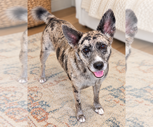 Medium Photo #1 Catahoula Leopard Dog-Unknown Mix Puppy For Sale in Mooresville, NC, USA