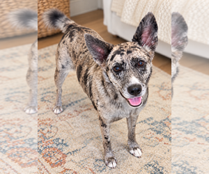 Catahoula Leopard Dog-Unknown Mix Dogs for adoption in Mooresville, NC, USA