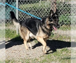 German Shepherd Dog-Unknown Mix Dogs for adoption in Ventura, CA, USA