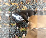 Small #3 American Pit Bull Terrier Mix
